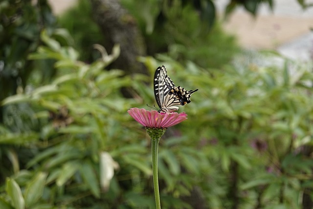要节点