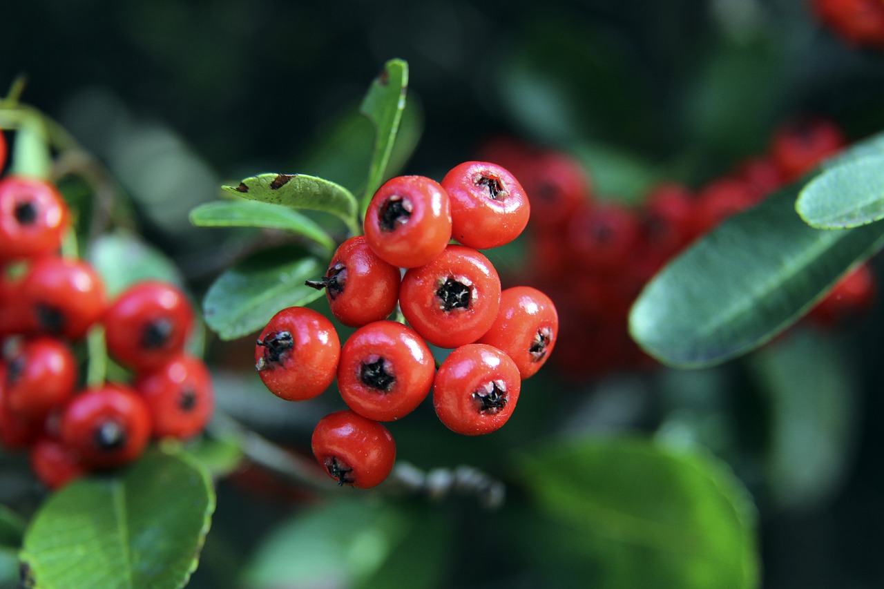 雷速体育-足球篮球直播平台