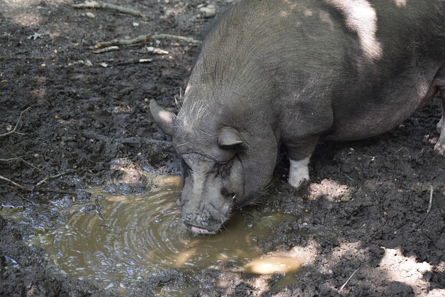 最大的弱项 最大的弱项